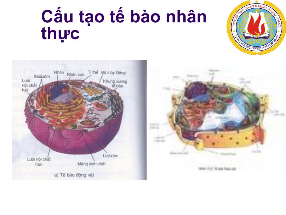 Đề tài Những thành tựu di truyền tế bào học ở Việt Nam và trên thế giới trang 5