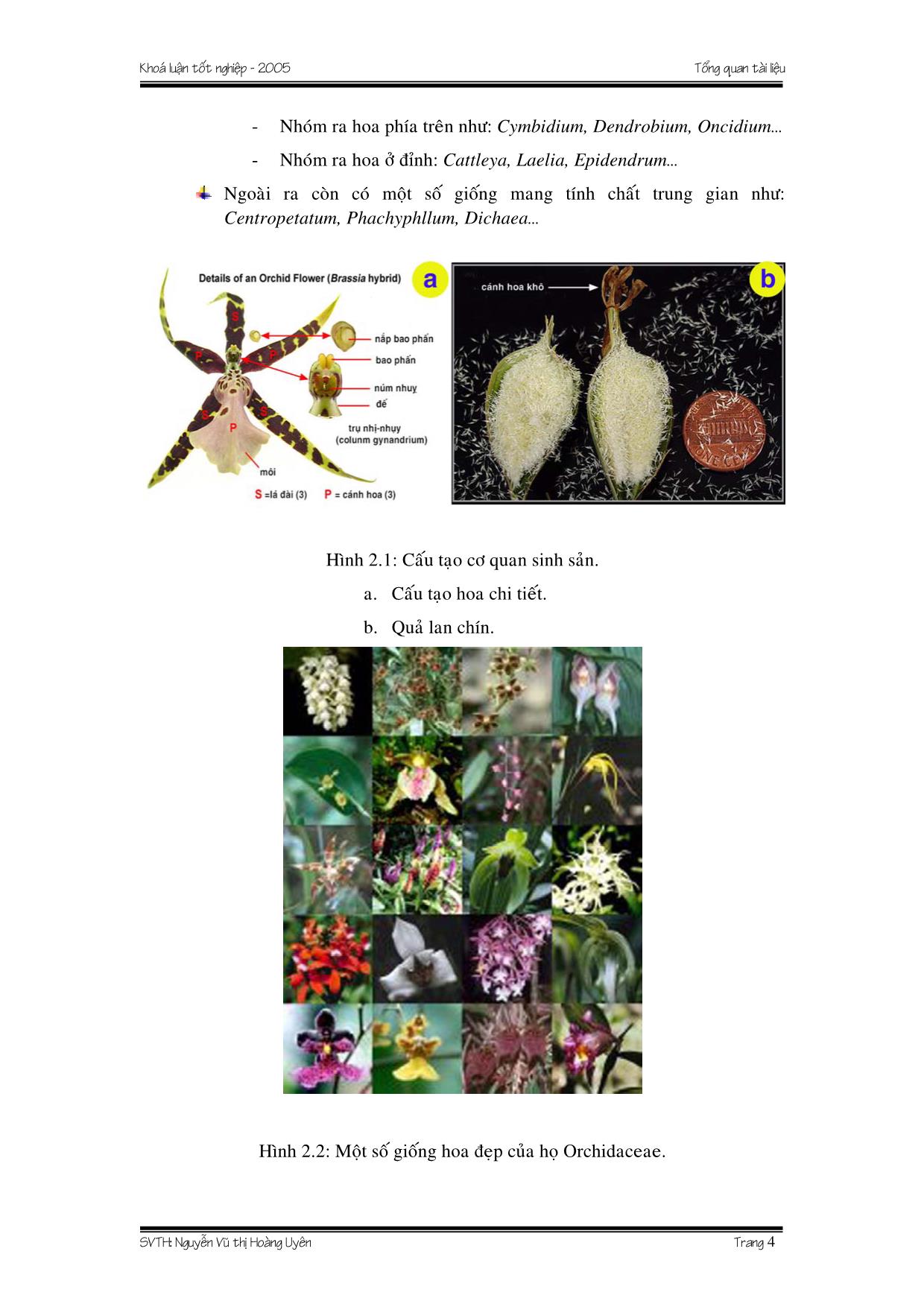 Luận văn Kỹ thuật trồng hoa Phong Lan trang 5