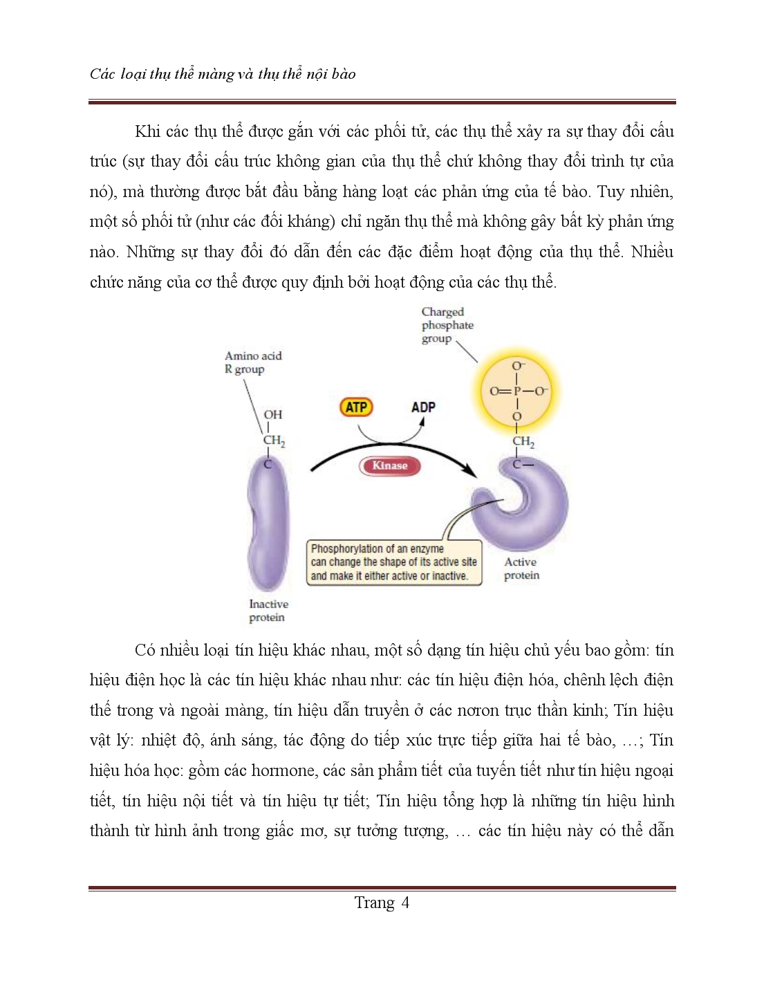 Tiểu luận Các loại thụ thể màng và thụ thể nội bào trang 4