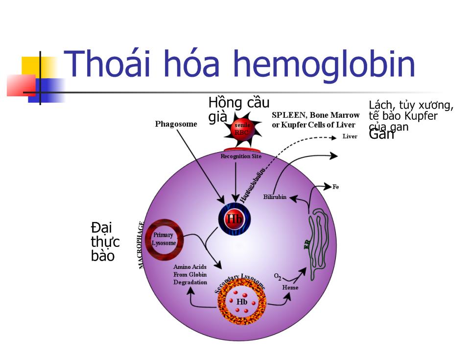 Bài giảng Chuyển hóa Hemoglobin trang 4