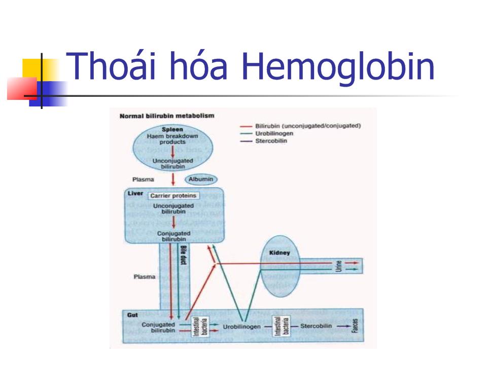 Bài giảng Chuyển hóa Hemoglobin trang 5