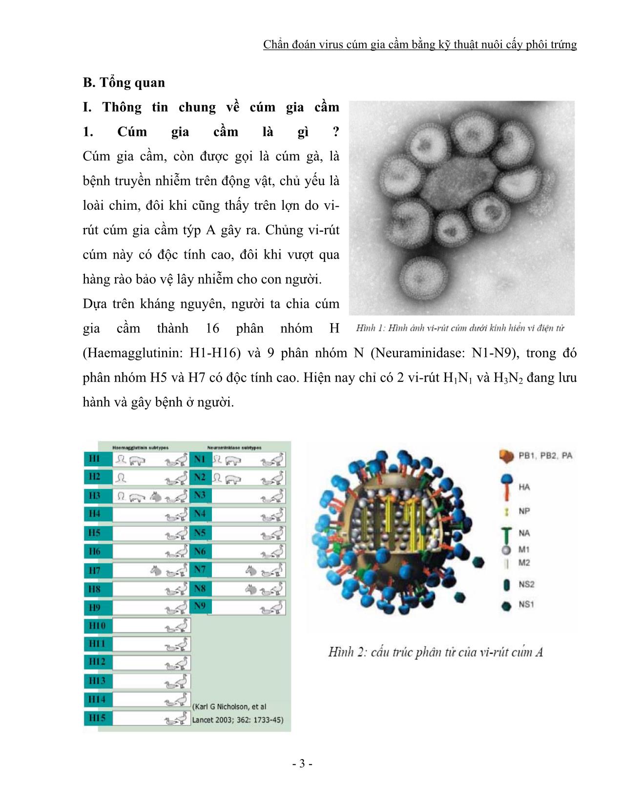 Đề tài Chẩn đoán virus cúm gia cầm bằng kỹ thuật nuôi cấy phôi trứng trang 3