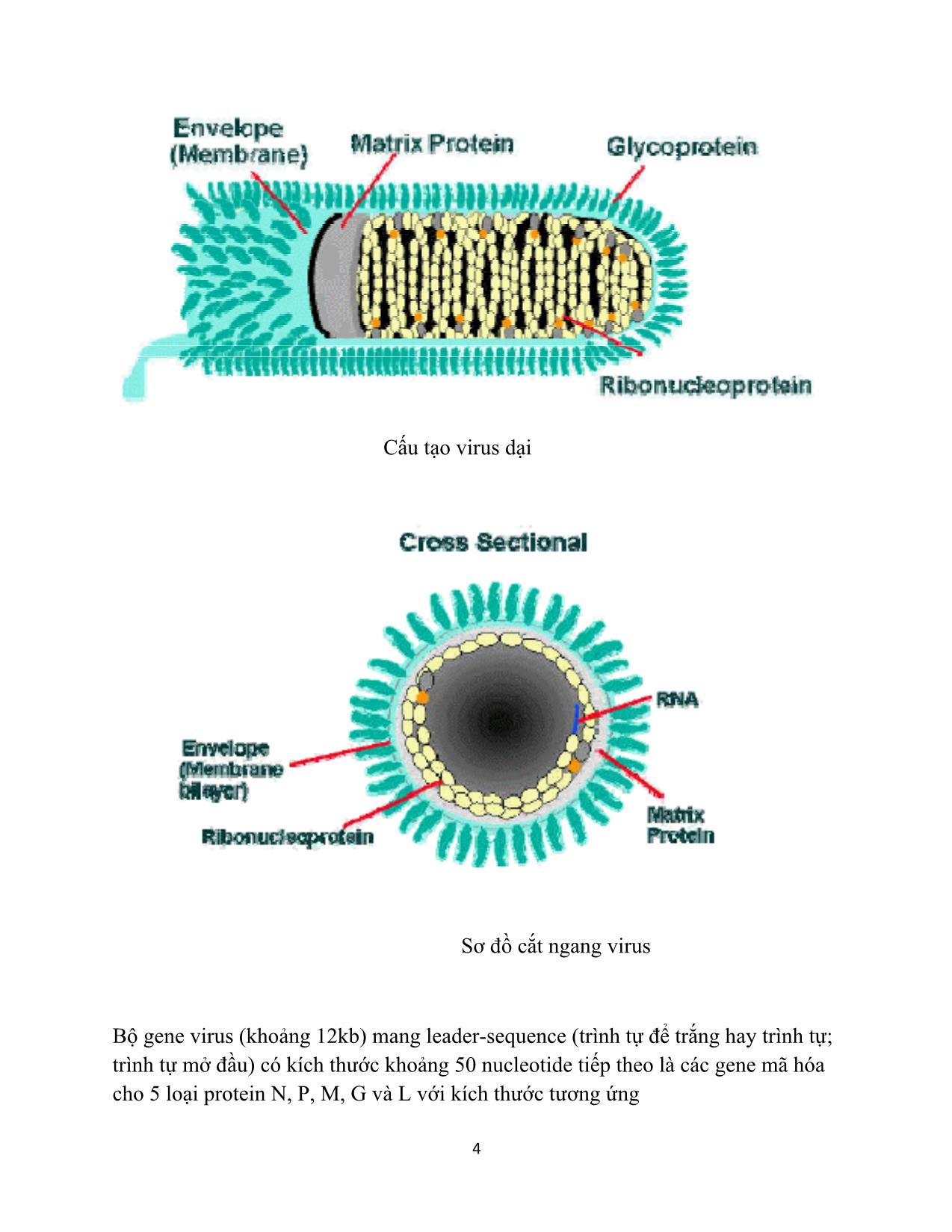 Đề tài Chẩn đoán virus dại ( rabies virus) trang 4