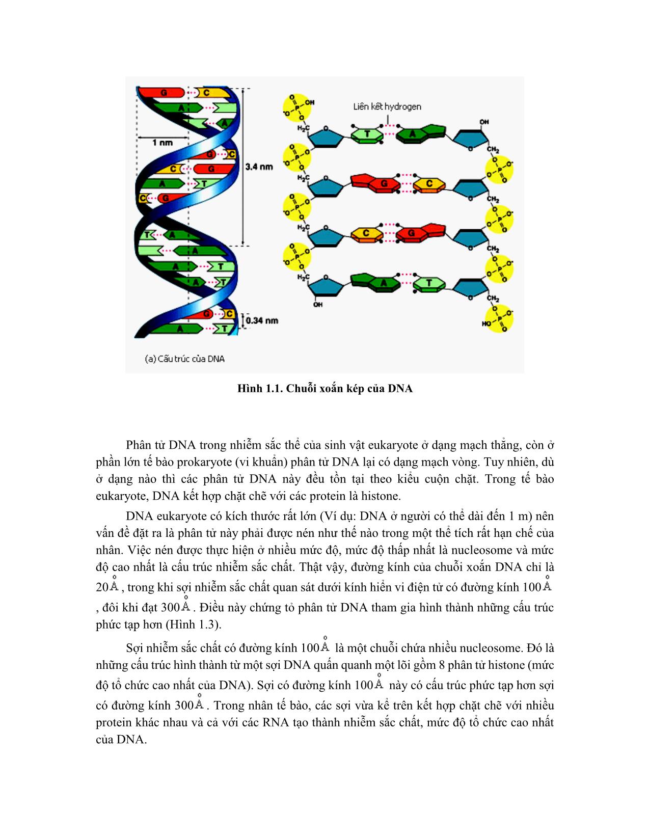 Giáo trình sinh học phân tử trang 3