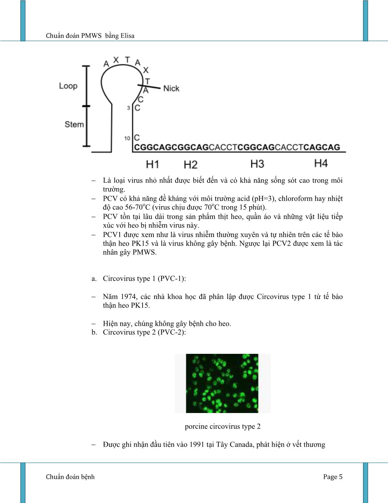Tiểu luận Chẩn đoán virus PMWS bằng kỹ thuật ELISA trang 5